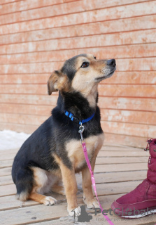 Foto №3. Hund in Dackelgröße. Russische Föderation