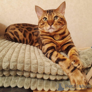 Foto №4. Ich werde verkaufen bengal katzenrasse in der Stadt Chabarowsk. quotient 	ankündigung - preis - 308€