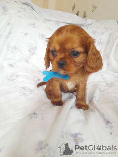 Foto №1. cavalier king charles spaniel - zum Verkauf in der Stadt Illinois City | 379€ | Ankündigung № 100363