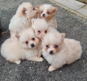 Foto №3. Wunderschöner, beim Kennel Club (KC) registrierter Zwergspitz (Pomeranian). Deutschland