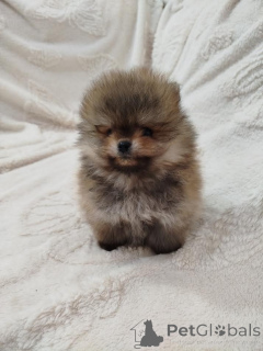 Foto №3. Schöne Boo-Bären. Serbien