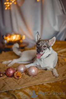 Foto №4. Ich werde verkaufen mischlingshund in der Stadt Москва. quotient 	ankündigung - preis - Frei