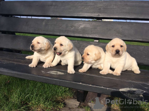 Foto №1. labrador retriever - zum Verkauf in der Stadt Berlin | 1500€ | Ankündigung № 43015