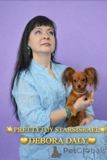 Foto №1. russkiy toy - zum Verkauf in der Stadt Haifa | 1938€ | Ankündigung № 163672