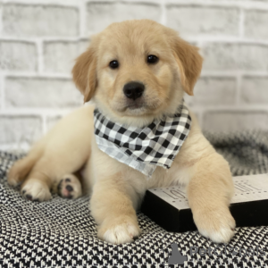 Foto №2 zu Ankündigung № 127691 zu verkaufen golden retriever - einkaufen USA züchter