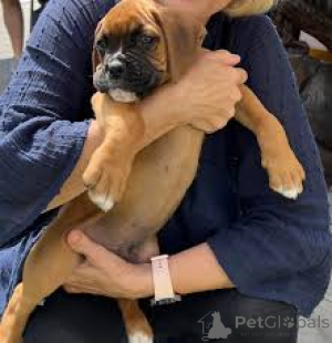 Foto №3. Chiots Boxer zu verkaufen. Belgien