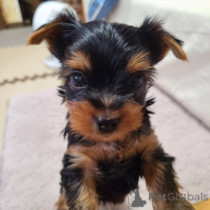 Foto №3. Yorkshire Terrier. Deutschland