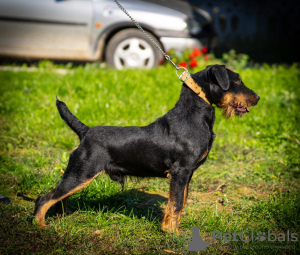 Foto №4. Ich werde verkaufen deutscher jagdterrier in der Stadt Belgrad.  - preis - verhandelt