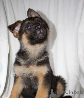 Foto №2 zu Ankündigung № 138808 zu verkaufen mischlingshund - einkaufen Großbritannien züchter