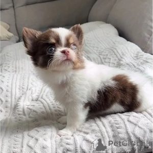 Foto №3. Teetasse-Chihuahua-Welpen. USA