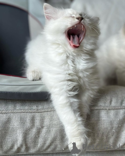 Foto №1. ragdoll-katze - zum Verkauf in der Stadt Egilstaðir | verhandelt | Ankündigung № 155400