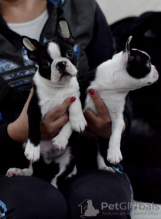 Foto №2 zu Ankündigung № 17875 zu verkaufen boston terrier - einkaufen Russische Föderation vom kindergarten