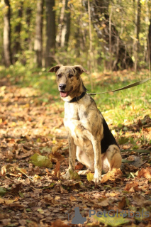 Zusätzliche Fotos: Die fröhliche, aktive Cleo, 1,5 Jahre alt, sucht ein Zuhause