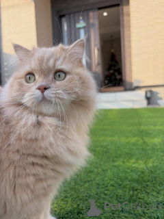 Foto №4. Ich werde verkaufen sibirische katze in der Stadt Egilstaðir. quotient 	ankündigung - preis - verhandelt