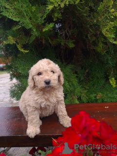 Foto №1. labradoodle - zum Verkauf in der Stadt Vilovo | 300€ | Ankündigung № 74953