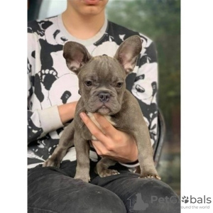 Foto №1. französische bulldogge - zum Verkauf in der Stadt Ed | 331€ | Ankündigung № 76214