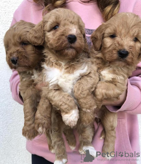 Foto №2 zu Ankündigung № 105047 zu verkaufen labradoodle - einkaufen Serbien züchter