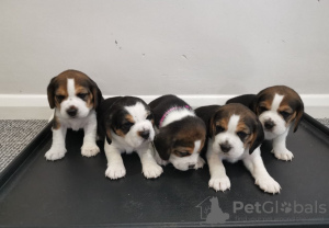 Foto №2 zu Ankündigung № 116056 zu verkaufen beagle - einkaufen Deutschland 