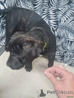 Foto №2 zu Ankündigung № 166185 zu verkaufen cane corso italiano - einkaufen Deutschland 