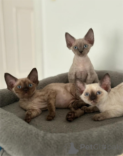 Foto №1. devon rex - zum Verkauf in der Stadt Bayroit | 350€ | Ankündigung № 154207