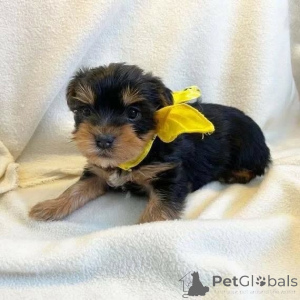 Foto №2 zu Ankündigung № 163020 zu verkaufen yorkshire terrier - einkaufen Deutschland quotient 	ankündigung, aus dem tierheim