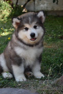 Foto №1. alaskan malamute - zum Verkauf in der Stadt Šid | verhandelt | Ankündigung № 176289