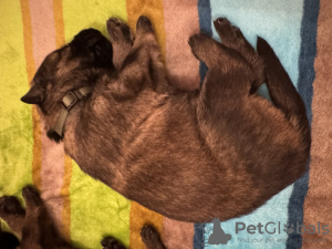 Foto №3. Jakub fořt. Tschechische Republik