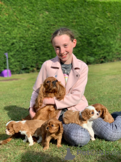 Foto №4. Ich werde verkaufen cavalier king charles spaniel in der Stadt Kufstein. quotient 	ankündigung, züchter - preis - 1000€
