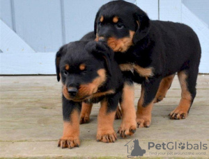 Foto №1. rottweiler - zum Verkauf in der Stadt Валлетта | 400€ | Ankündigung № 58275