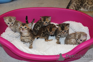 Zusätzliche Fotos: Reinrassige Bengalkatzen-Kätzchen zur Adoption verfügbar