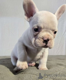 Foto №4. Ich werde verkaufen französische bulldogge in der Stadt Alberville. quotient 	ankündigung - preis - Frei