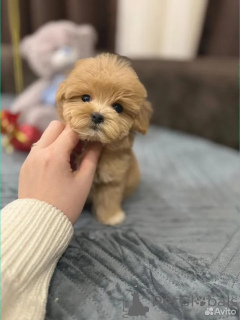 Foto №2 zu Ankündigung № 162527 zu verkaufen maltipu - einkaufen Deutschland züchter