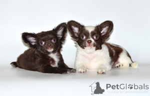 Foto №1. chihuahua - zum Verkauf in der Stadt Москва | verhandelt | Ankündigung № 139142