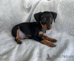 Foto №1. zwergpinscher - zum Verkauf in der Stadt Augsburg | 242€ | Ankündigung № 156399