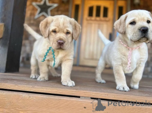 Foto №2 zu Ankündigung № 160968 zu verkaufen  - einkaufen Großbritannien züchter