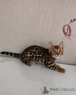 Foto №3. Verspielter bengalischer Kätzchen-gefleckter Mini-Leopard, bereit für Abenteuer. Schweden