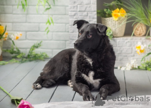 Zusätzliche Fotos: Kurzschwanz sucht ein Zuhause.