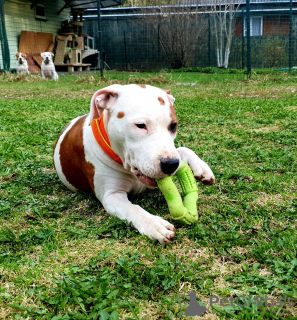 Zusätzliche Fotos: Amerikanischer Staffordshire Terrier