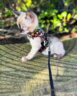 Foto №3. Gesunde bengalische Kätzchen zur Adoption verfügbar. Deutschland