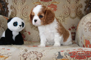 Foto №3. Cavalier King Charles Spaniel Welpen zur Adoption. USA