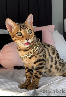 Foto №2 zu Ankündigung № 176654 zu verkaufen bengal katzenrasse - einkaufen Australien quotient 	ankündigung