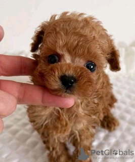 Foto №2 zu Ankündigung № 133705 zu verkaufen  - einkaufen USA 