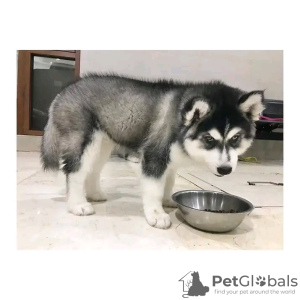 Foto №2 zu Ankündigung № 120686 zu verkaufen siberian husky - einkaufen Belgien quotient 	ankündigung, züchter