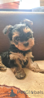 Foto №3. York Terrier Girl. Polen