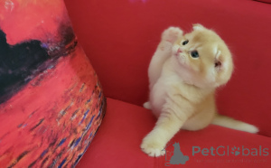 Foto №3. Schottischer Falten männliches Kätzchen. USA