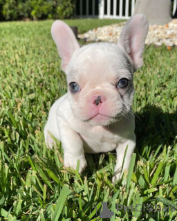 Foto №1. französische bulldogge - zum Verkauf in der Stadt Allentown | 284€ | Ankündigung № 111505