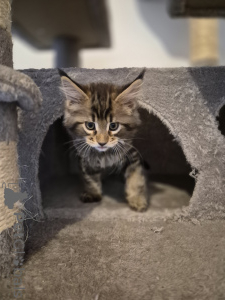 Foto №3. Мейн-Кун , полидакт (4*6) в черно-мраморном окрасе.. Deutschland