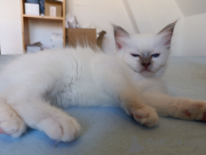 Foto №2 zu Ankündigung № 172025 zu verkaufen birma-katze - einkaufen Belgien 
