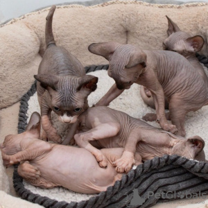 Foto №4. Ich werde verkaufen sphynx-katze in der Stadt Лумийоки. quotient 	ankündigung - preis - 430€