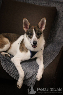 Foto №3. Wir geben das Haustier in guten Händen. Russische Föderation